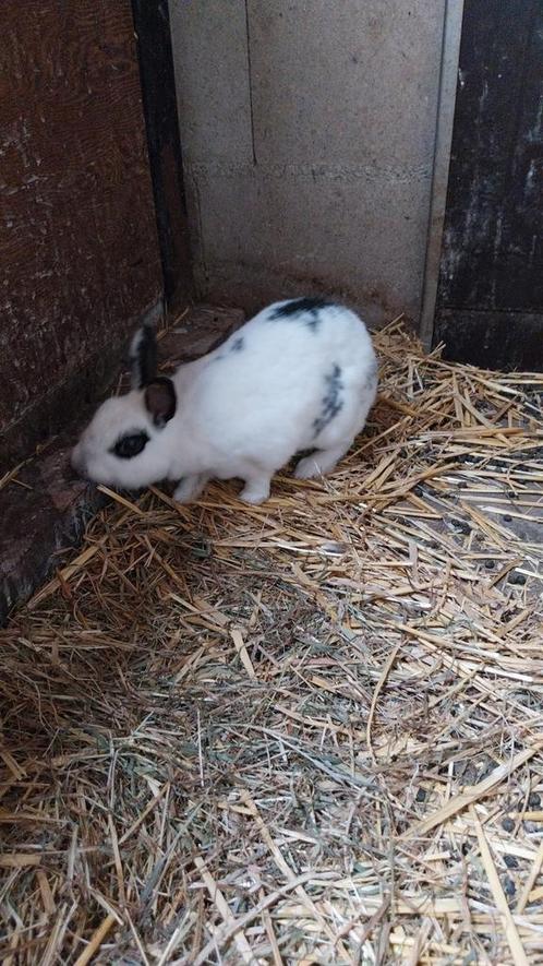 Leuke vrouwtjes konijn gratis op te halen, Dieren en Toebehoren, Konijnen, Vrouwelijk
