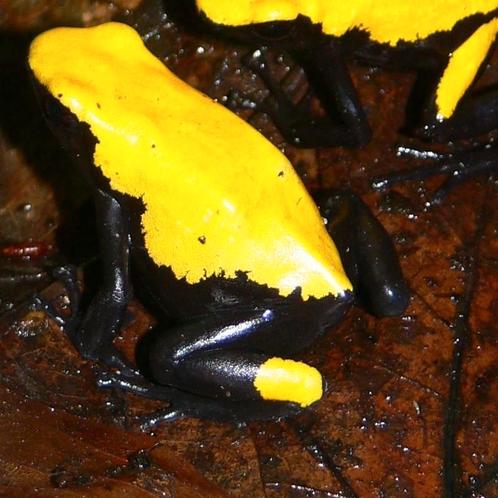 Adelphobates galactonotus 'Geel', Dieren en Toebehoren, Reptielen en Amfibieën, Amfibie