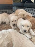 Goldenretriever pups( ouders beide getest), Golden retriever, Reu, CDV (hondenziekte), 8 tot 15 weken