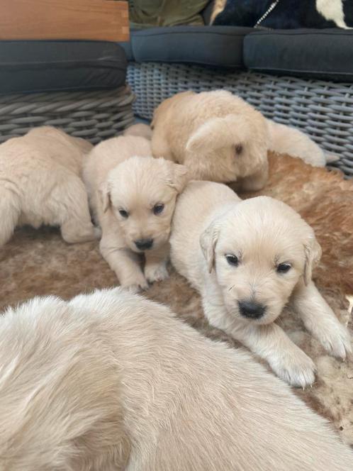 Goldenretriever pups( ouders beide getest), Dieren en Toebehoren, Honden | Retrievers, Spaniëls en Waterhonden, Reu, Golden retriever