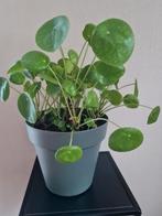 Pannenkoekenplant (je)., Huis en Inrichting, Kamerplanten, Ophalen, Overige soorten, Minder dan 100 cm