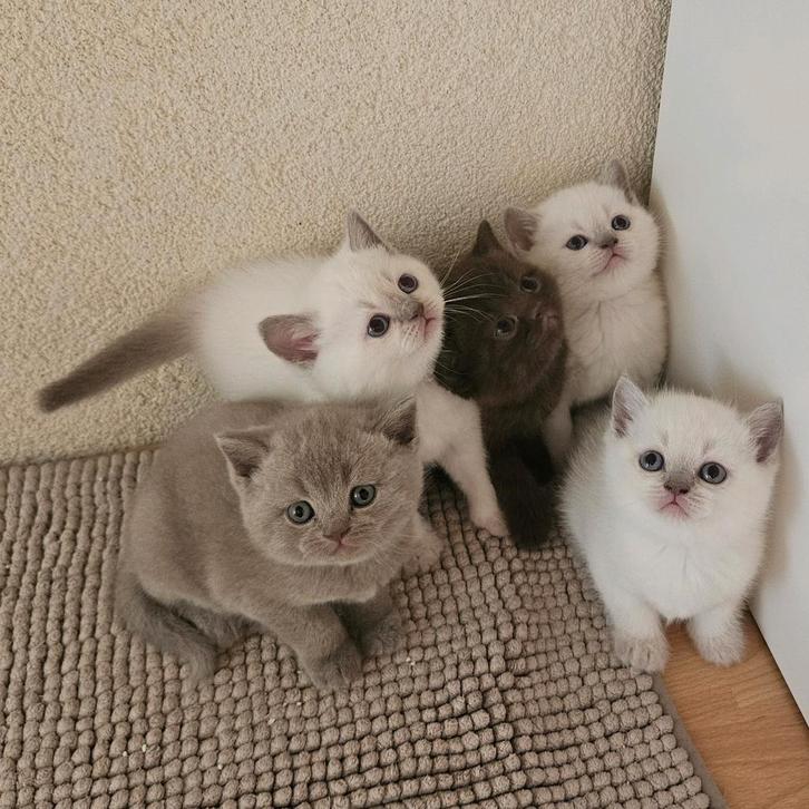 Britse Korthaar 1 bruin, 1 lilac en 3 bluepoint kittens, Dieren en Toebehoren, Katten en Kittens | Raskatten | Korthaar, Meerdere dieren
