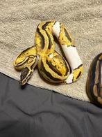 Koningspython pied 0.1 ( vrouw  ), Dieren en Toebehoren, Reptielen en Amfibieën