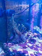 Euphyllia dragon soul torch 3 kops, Overige typen