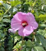 Hibiscus Syriacus - Chinese roos met prachtige bloemen, Ophalen, Overige soorten, Struik, 100 tot 250 cm