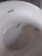 Indische wandelende takken