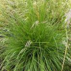 Deschampsia cespitosa (gewone smele) grassen, Ophalen, Volle zon, Vaste plant, Siergrassen
