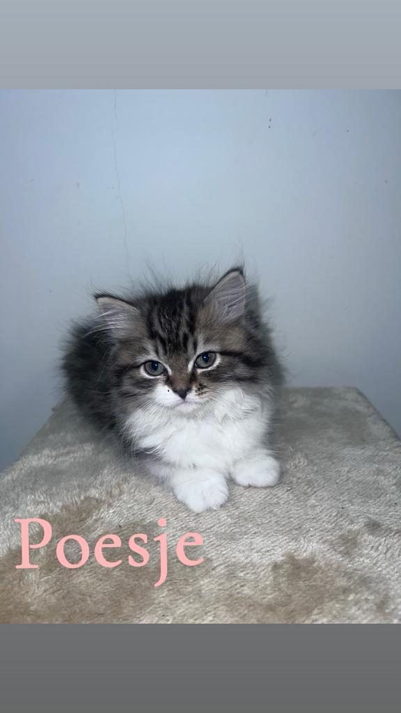 Britse Langhaar x Britse Korthaar Kittens te koop, Dieren en Toebehoren, Katten en Kittens | Raskatten | Langhaar, Meerdere dieren