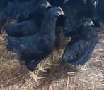 Drie mooie dubbelgezoomde Barnevelder haantje, Dieren en Toebehoren, Pluimvee, Mannelijk, Kip