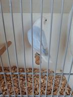 Agapornis Ficheri Opaline Blauw Dilute x Blauw Dilute, Dieren en Toebehoren, Vogels | Parkieten en Papegaaien, Meerdere dieren