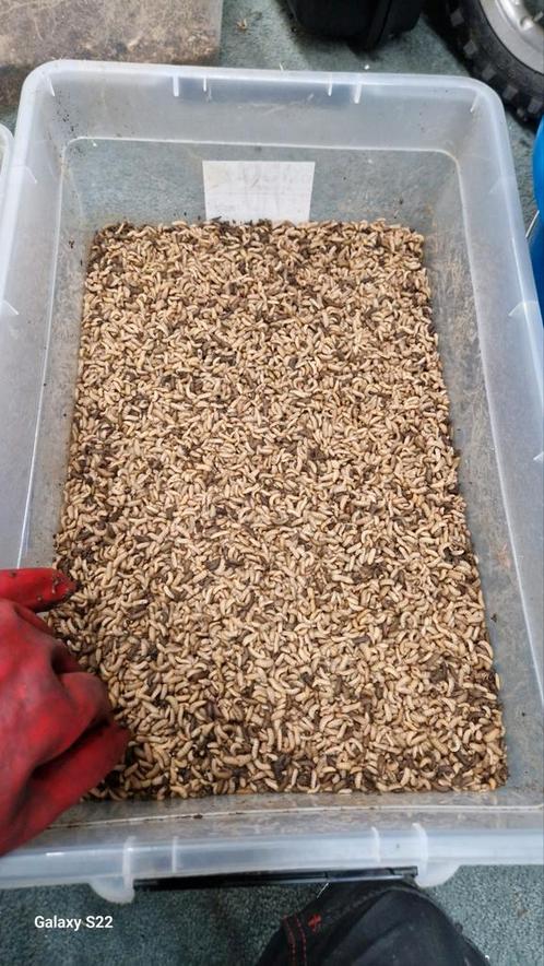 Bsf Black Soldier Fly Zwarte soldaatvlieg larven, Dieren en Toebehoren, Dierenvoeding, Ophalen of Verzenden