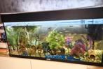 Vis aquarium  met +- 20 vissen en slangetjes en krabjes, Dieren en Toebehoren, Vissen | Aquaria en Toebehoren, Ophalen, Zo goed als nieuw