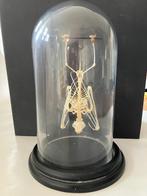 Vleermuis skelet - geprepareerd onder stolp hoogte 20cm, Ophalen of Verzenden, Overige soorten, Beeldje of Figuurtje