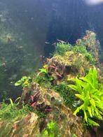 Vuur garnalen 10 stuks voor €5,-, Dieren en Toebehoren, Vissen | Aquaria en Toebehoren, Ophalen, Nieuw, Overige typen