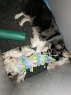 Multigen Pomsky pups uit verantwoorde fok, Dieren en Toebehoren, 8 tot 15 weken, Meerdere, Meerdere dieren, Nederland