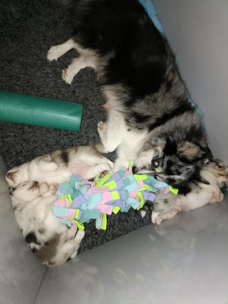Multigen Pomsky pups uit verantwoorde fok, Dieren en Toebehoren, Honden | Poolhonden, Keeshonden en Oertypen, Meerdere dieren