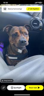Herplaatsing Nova | Pitbull x Stafford, Dieren en Toebehoren, Rabiës (hondsdolheid), American Staffordshire Terriër, Teef, Eén hond