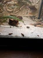 Wit aquarium grind, Dieren en Toebehoren, Amfibie, 0 tot 2 jaar