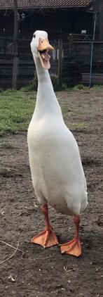 Broedeieren van raszuiveren indische loopeenden, Dieren en Toebehoren, Geslacht onbekend, Eend