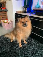 Teddy zoekt een goude mantje., Dieren en Toebehoren, Particulier, Reu, 1 tot 2 jaar, Buitenland