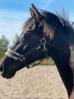 Verzorger bijrijder voor jonge paarden in Lelystad, C, Kelly@schuuring.net, Zeeasterweg, Ophalen of Verzenden
