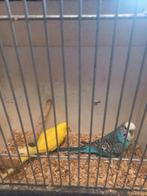 2 koppels grasparkieten Geel x blauw, Dieren en Toebehoren, Vogels | Parkieten en Papegaaien, Meerdere dieren, Parkiet