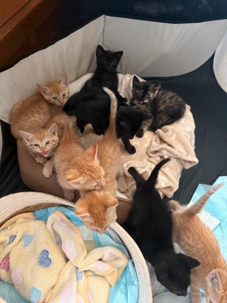 Kittens, Dieren en Toebehoren, Katten en Kittens | Raskatten | Korthaar, Meerdere dieren, Ontwormd