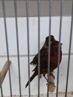 Zwartrood kanaries, Meerdere dieren, Kleurkanarie