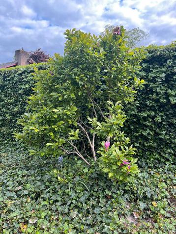 2x Magnolia liliiflora – 2 meter hoog!  beschikbaar voor biedingen