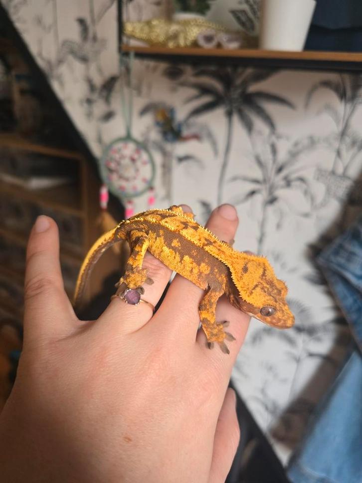 Wimpergekko dame, Dieren en Toebehoren, Reptielen en Amfibieën, Hagedis, 0 tot 2 jaar