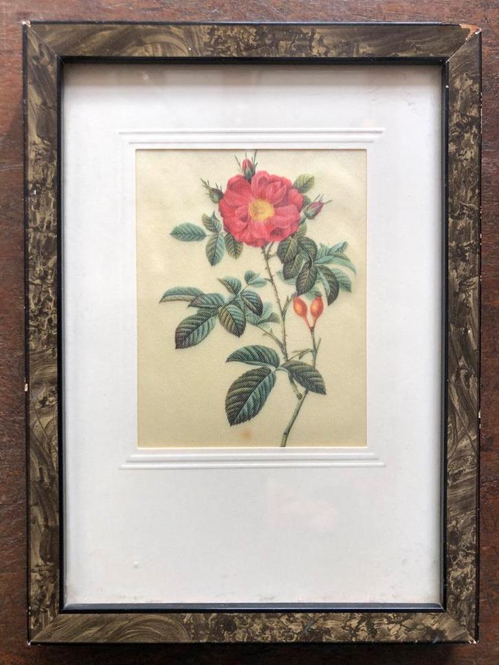 Roos Illustratie in Lijst, Antiek en Kunst, Kunst | Tekeningen en Foto's, Ophalen of Verzenden