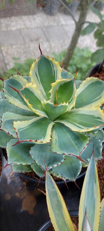 Agave Potatorum 'Kichiokan' beschikbaar voor biedingen