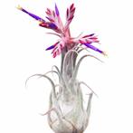 Tillandsia Seleriana, Ophalen of Verzenden, Halfschaduw, Minder dan 100 cm