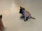 Te koop Mechelse Herder pups met stamboom, 8 tot 15 weken, Parvo, Meerdere, Meerdere dieren