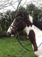 Superlieve pony (12) & zijn maatje Shetlander Charlie (5), Dieren en Toebehoren, E pony (1.48m - 1.57m), Ruin, Zadelmak, 11 jaar of ouder