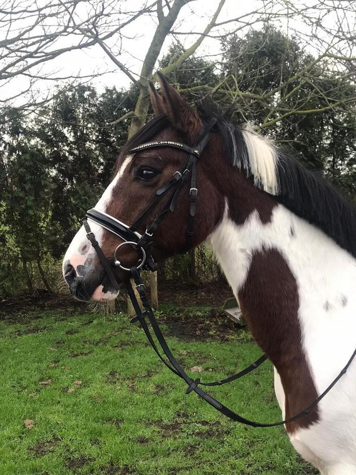 Superlieve pony (11) & zijn maatje Shetlander Charlie (5), Dieren en Toebehoren, Pony's, Ruin, Zadelmak, E pony (1.48m - 1.57m)