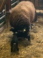 Wol vsn zwart bles schaap, Dieren en Toebehoren, Vrouwelijk, Schaap