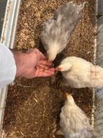 Cochin kriel Bobtail toom ( twee hennetjes en een haan), Meerdere dieren, Kip