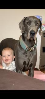 Blauwe Duitse Dog pups, Dieren en Toebehoren, Honden | Niet-rashonden, CDV (hondenziekte), 8 tot 15 weken, Groot, Meerdere