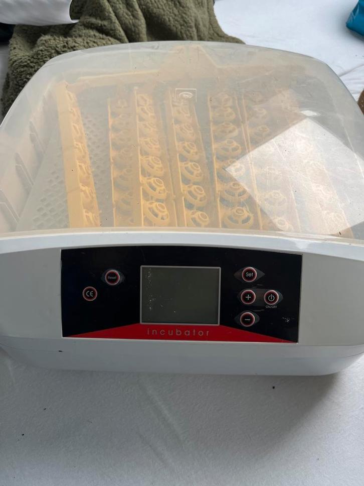 Broedmachine, Dieren en Toebehoren, Pluimvee, Kip, Mannelijk