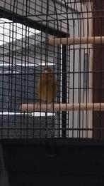 Roodmus x kanarie, Mannelijk, Zangkanarie