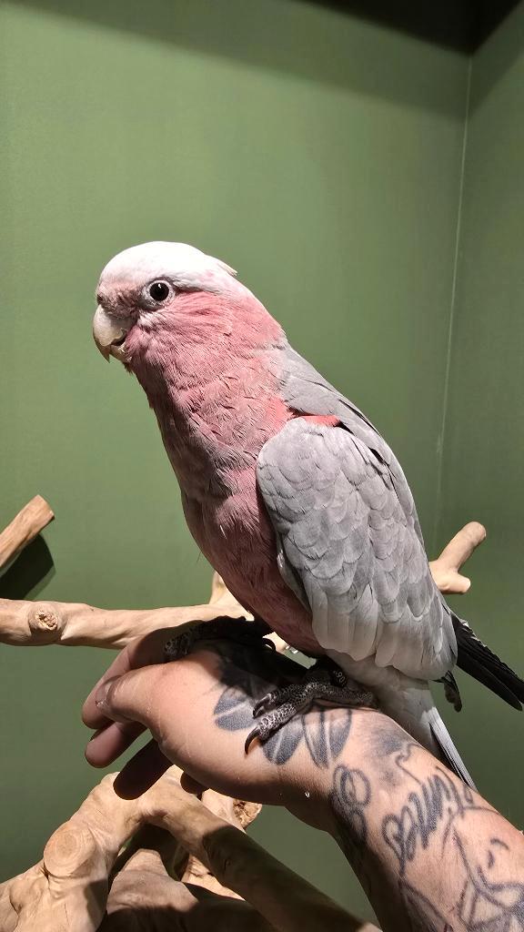 Lieve Rose Kaketoe, Dieren en Toebehoren, Vogels | Parkieten en Papegaaien, Papegaai, Meerdere dieren, Tam, Geringd