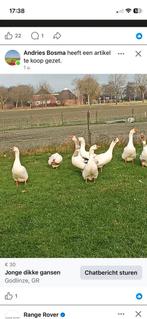 Mooie dikke jonge ganzen, Dieren en Toebehoren, Pluimvee, Meerdere dieren, Gans of Zwaan