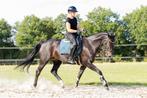 Mooie allround kwpn merrie, Dieren en Toebehoren, Paarden, Merrie, L, 160 tot 165 cm, 11 jaar of ouder