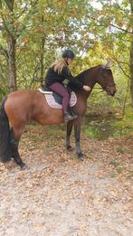 Zachtaardige grote pony te koop, Dieren en Toebehoren, Pony's, Gechipt, L, 7 tot 10 jaar, Recreatiepony