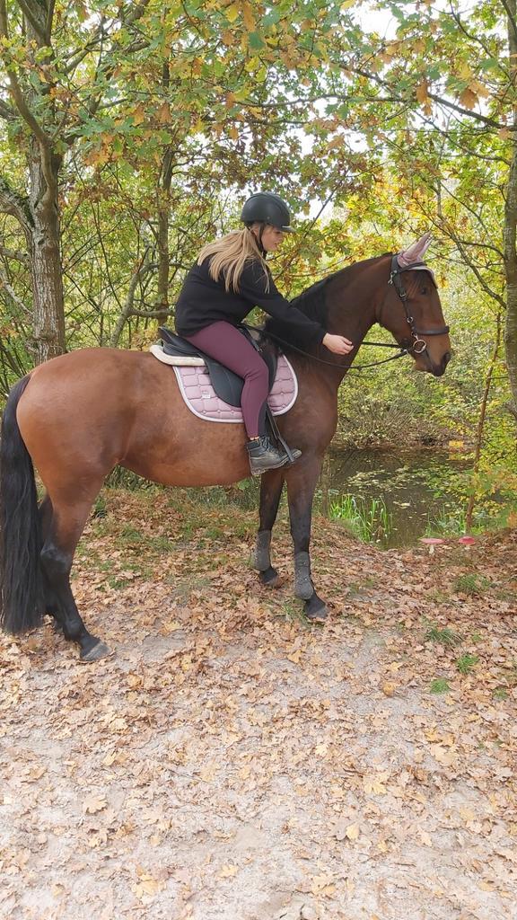 Zachtaardige grote e pony te koop, Dieren en Toebehoren, Pony's, Merrie, L, E pony (1.48m - 1.57m), Recreatiepony, 7 tot 10 jaar