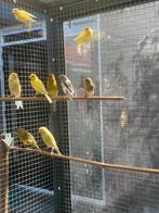 Kanaries, Meerdere dieren, Kleurkanarie