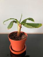 Bananenplant Musa Dwarf Cavendish, Huis en Inrichting, Kamerplanten, Overige soorten, Minder dan 100 cm, Ophalen of Verzenden