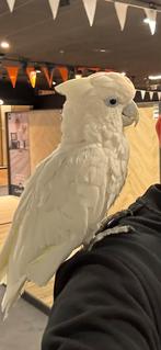 Prachtige ducorps kaketoe, Dieren en Toebehoren, Vogels | Parkieten en Papegaaien, Mannelijk, Papegaai, Pratend