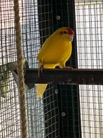 Mooie gele kakariki man, Mannelijk, Parkiet, Geringd